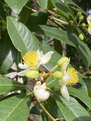Kielmeyera membranacea