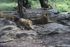 Panthera leo