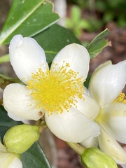 Kielmeyera membranacea