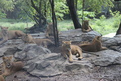 Panthera leo
