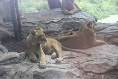 Panthera leo