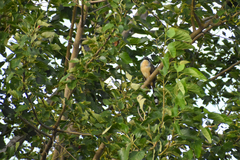 Coccyzus melacoryphus