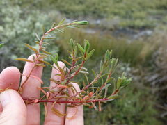 Suaeda novae-zelandiae