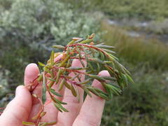 Suaeda novae-zelandiae