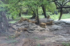 Panthera leo