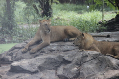 Panthera leo