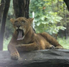 Panthera leo