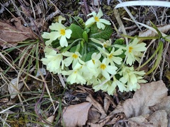 Primula vulgaris