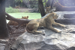 Panthera leo