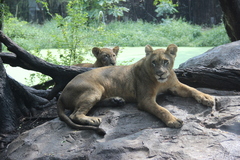 Panthera leo