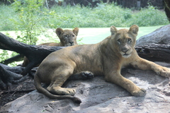 Panthera leo
