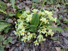 Primula vulgaris