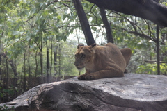 Panthera leo