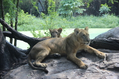 Panthera leo