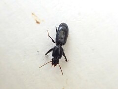 Clivina vagans