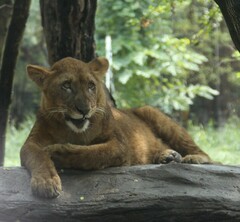 Panthera leo