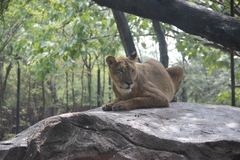 Panthera leo