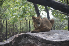 Panthera leo