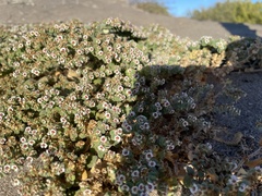 Euphorbia leucophylla