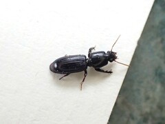 Clivina vagans