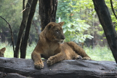 Panthera leo
