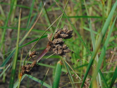 Schoenoplectus acutus