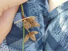 Schoenoplectus acutus