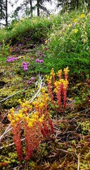 Sedum annuum