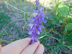Vicia villosa villosa