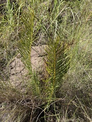 Encephalartos ghellinckii