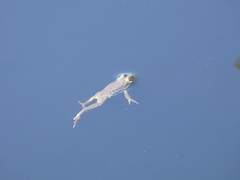 Lithobates septentrionalis