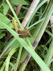 Neurothemis terminata