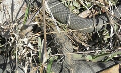 Coluber constrictor foxii