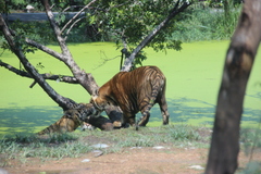 Panthera tigris
