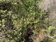 Encephalartos ghellinckii