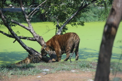 Panthera tigris