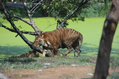 Panthera tigris