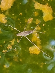 Limnometra