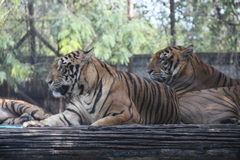 Panthera tigris