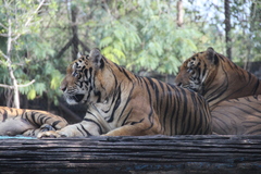 Panthera tigris