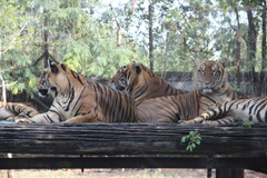 Panthera tigris