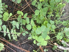 Medicago
