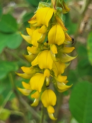 Crotalaria