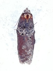 Acleris celiana