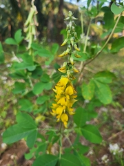 Crotalaria