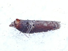 Acleris celiana