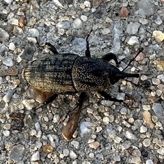 Sphenophorus venatus