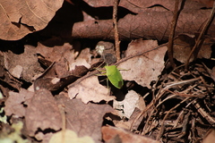 Chinavia marginata