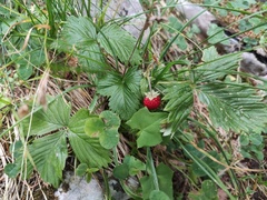 Fragaria vesca