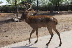 Rucervus duvaucelii